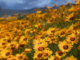 Daisy (Dimorphotheca Sinuata)  Clanwilliam  South Africa  Africa