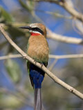 White-Fronted Bee-Eater (Merops Bullockoides)  Chobe National Park  Botswana  Africa