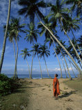 Buddhist Monk Looking up at Palm Trees Between Unawatuna and Weligama  Sri Lanka