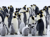 Colony of Emperor Penguins and Chicks  Snow Hill Island  Weddell Sea  Antarctica