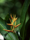 Heliconia Flower  St Lucia  Windward Islands  West Indies  Caribbean  Central America