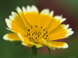 Golden Eye  Chrysanthemum Segetum  Bielefeld  Germany