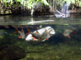 Fish Aquarium at Wilhelma Zoo and Botanical Gardens  Stuttgart  Baden Wurttemberg  Germany