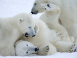 Polar Bears (Ursus Maritimus)  Churchill  Hudson Bay  Manitoba  Canada