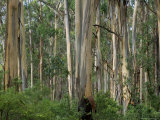 Eucalyptus Trees  Great Ocean Road  Victoria  Australia