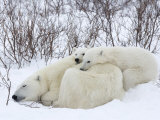 Polar Bears (Ursus Maritimus)  Churchill  Hudson Bay  Manitoba  Canada