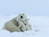 Polar Bear (Ursus Maritimus) Mother with Triplets  Wapusk National Park  Churchill  Manitoba