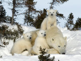 Polar Bear (Ursus Maritimus) Mother with Triplets  Wapusk National Park  Churchill  Manitoba