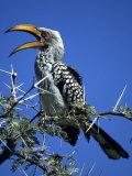 Yellow Billed Hornbill (Tockus Flavirostris)  Etosha National Park  Namibia  Africa