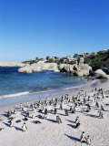 African Penguins at Boulder Beach in Simon's Town  Near Cape Town  South Africa  Africa