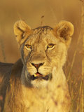 Lioness (Panthera Leo) Portrait in Late-Afternoon Light  Masai Mara National Reserve  Kenya