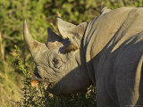 Black Rhinoceros or Hook-Lipped Rhinoceros Feeding  Masai Mara National Reserve  East Africa