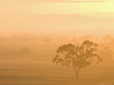 Eucalyptus Tree and Morning Fog  Carroll  New South Wales  Australia