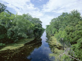 Bayou in Swampland at Jean Lafitte National Historic Park and Preserve  Louisiana  USA