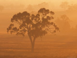 Eucalyptus Tree and Morning Fog  Carroll  New South Wales  Australia