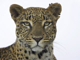 Leopard (Panthera Pardus)  Samburu Game Reserve  Kenya  East Africa  Africa