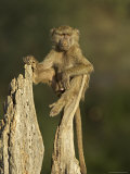 Young Male Olive Baboon Sitting Atop a Tree Trunk Looking at Camera  Samburu Game Reserve  Kenya