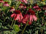 Echinacea  the Purple Coneflower  One of the Best Blood Purifiers