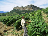 Vineyards  Patrimonio Area  Corsica  France
