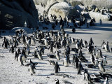 Penguins at Boulder Beach in Simon's Town  Near Cape Town  South Africa  Africa