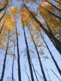 Aspen Trees (Populous Tremuloides) in Late Day Light  Vashon Island  Washington State