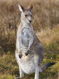 Eastern Grey Kangaroo  Kosciuszko National Park  New South Wales  Australia