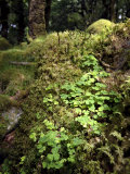 Shamrock Growing in an Ancient Oak Forest  County Kerry  Munster  Republic of Ireland