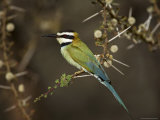White-Throated Bee-Eater (Merops Albicollis) Perched in an Acacia Tree  Samburu Game Reserve  Kenya