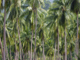Coconut Palms  Koh Samui  Thailand  Southeast Asia