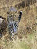 Leopard (Panthera Pardus) Approaching  Samburu Game Reserve  Kenya  East Africa  Africa