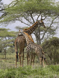 Masai Giraffe Mother and Young  Serengeti National Park  Tanzania  Africa