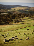 Sheep on Pastureland Near Cape Jervis  Fleurieu Peninsula  South Australia  Australia