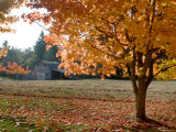 Maple Trees in Full Autumn Color and Barn in Background  Wax Orchard Road  Vashon Island  USA