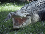 Twenty Four Foot Saltwater Crocodile (Crocodilus Porosus)  Hartleys Creek  Queensland  Australia