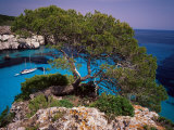 Sabina Tree Dominating Cala Macarelleta  Southern Coast  Menorca  Balearic Islands  Spain