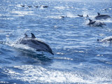 Group of Striped Dolphins Swimming  Strait of Gibraltar  Costa De La Luz  Spain