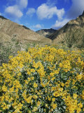 Brittlebushes with Mountains Behind  Sonoran Desert  Anza-Borrego Desert State Park  USA
