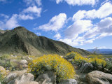 Brittlebush in Front of Mountains  Sonoran Desert  Anza-Borrego Desert State Park  USA