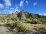 Brittlebushes with Mountains Behind  Sonoran Desert  Anza-Borrego Desert State Park  USA