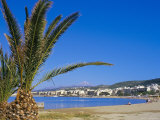 Palm Tree and Rethymo Beach  Rethymno (Rethymnon)  Island of Crete  Greece  Mediterranean