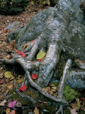 Roots of a Yellow Birch Tree with Autumn Leaves  Baxter State Park  Near Millinocket  New England