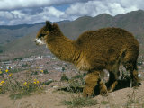 Alpaca  Cuzco  Peru  South America