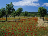 Poppies and Trees in Springtime  Sant Augusti  Ibiza  Balearic Islands  Spain  Mediterranean