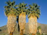 Three California Fun Palms  Sonoran Desert  Anza-Borrego Desert State Park  USA
