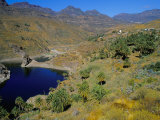 Palm Trees at Embalse De Fataga (Artificial Lake)  Fataga  Gran Canaria  Canary Islands  Spain