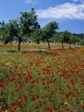 Poppies and Trees in Springtime  Sant Augusti  Ibiza  Balearic Islands  Spain  Mediterranean