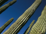 Low Angle View of Tall Cactus Plants  Sonoran Desert Plant  Near La Paz  Baja California  Mexico