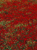 Poppy Field in Spring  Milos  Cyclades Islands  Greece  Mediterranean