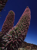 Tajiste Rojo in Bloom  Parque Nacional Del Teide  Tenerife  Canary Islands  Spain  Atlantic
