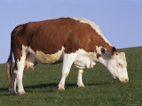 Hereford Cow Grazing on Hillside  Chalk Farm  Willingdon  East Sussex  England